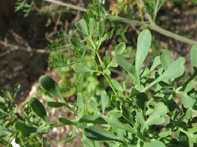 La Ruda silvestre, que simboliza tu Aliada Mágica 🌿.