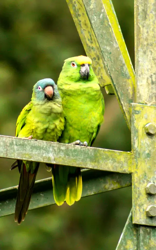 Pareja de loros verdes, símbolo de armonía en el ritual Abre Caminos para el Hogar.
