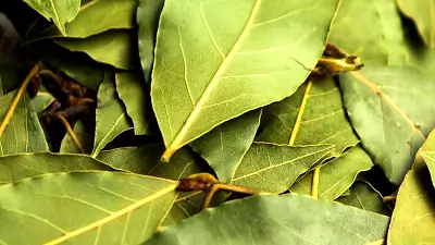 Hojas de laurel utilizadas en el Ritual de las Cenizas de Laurel para purificación espiritual.