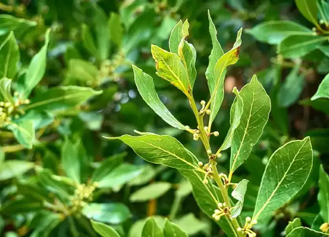 Rama de laurel utilizada en el ritual de las cenizas de laurel para protección espiritual.