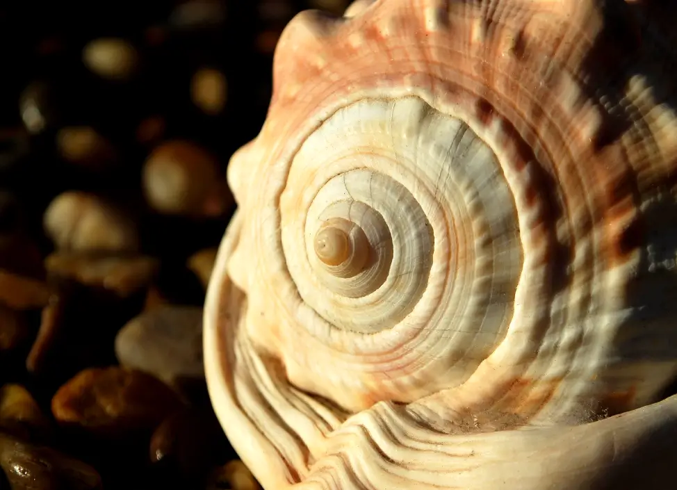 La Geometría Sagrada: Un Viaje Místico y Científico al Corazón del Universo ✨🌀 3 Primer plano de caracola marina mostrando espiral natural basada en geometría sagrada.