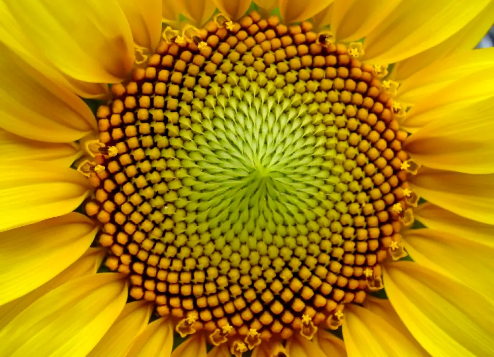 La Geometría Sagrada: Un Viaje Místico y Científico al Corazón del Universo ✨🌀 5 Espiral de semillas de girasol ilustrando patrones naturales de geometría sagrada.
