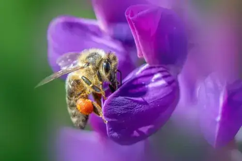Primer plano macro de una abeja recolectando polen activamente de una flor morada vibrante, simbolizando el Sello de Armonía de Vínculos, la reciprocidad y la sanación de relaciones.