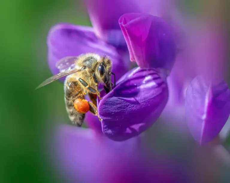 Primer plano macro de una abeja recolectando polen activamente de una flor morada vibrante, simbolizando el Sello de Armonía de Vínculos, la reciprocidad y la sanación de relaciones.