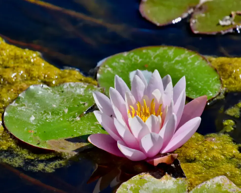 Una flor de loto rosa radiante floreciendo sobre aguas oscuras y estancadas, representando el Sello de Transmutación y el poder de renacer tras un cierre.