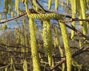 Primer plano macro de los frutos y amentos de un avellano común (Corylus avellana), destacando la textura botánica de la madera utilizada para crear una varita mágica real.