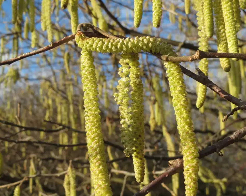 Primer plano macro de los frutos y amentos de un avellano común (Corylus avellana), destacando la textura botánica de la madera utilizada para crear una varita mágica real.