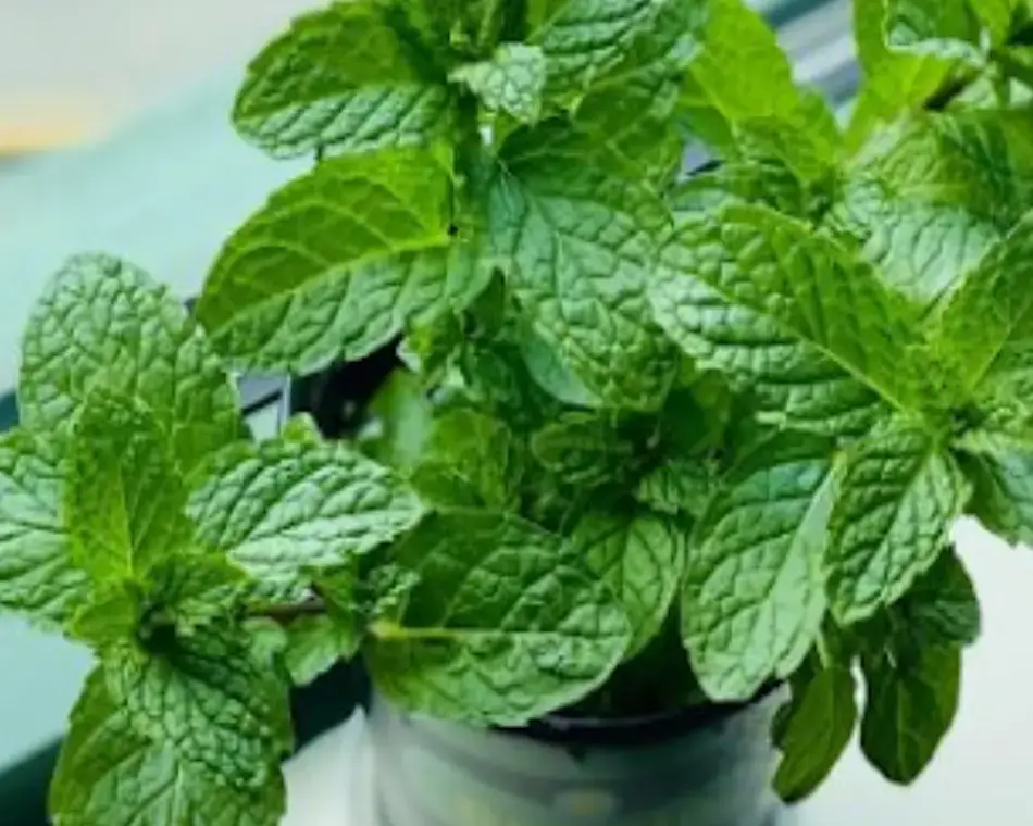 Planta de menta fresca en crecimiento para la preparación del baño de menta y romero y alineación de chacras.